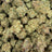 Papaya Bomb bulk THCA flower — Plain Jane 1 lb