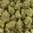 Papaya Bomb bulk THCA flower — Plain Jane 1 lb