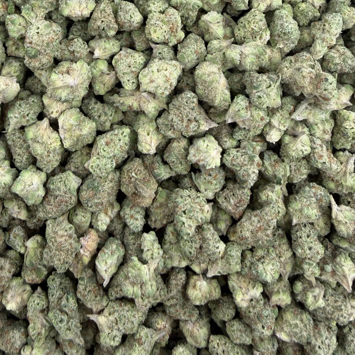Papaya Bomb bulk THCA flower — Plain Jane 1 lb