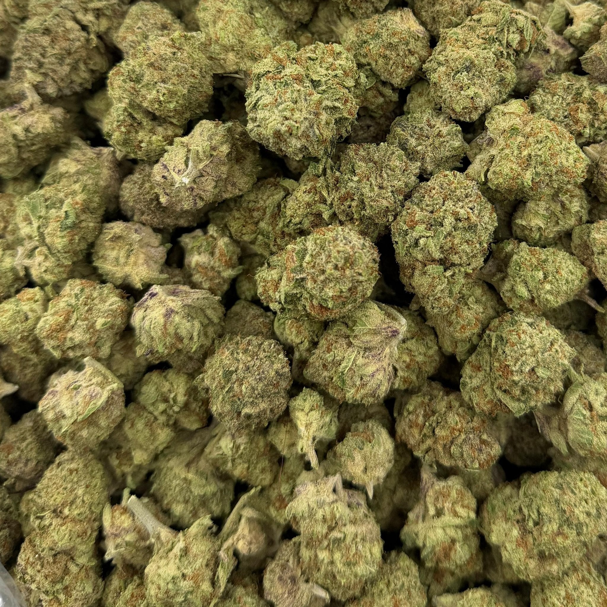 Papaya Punch bulk THCA flower — Plain Jane 1 lb