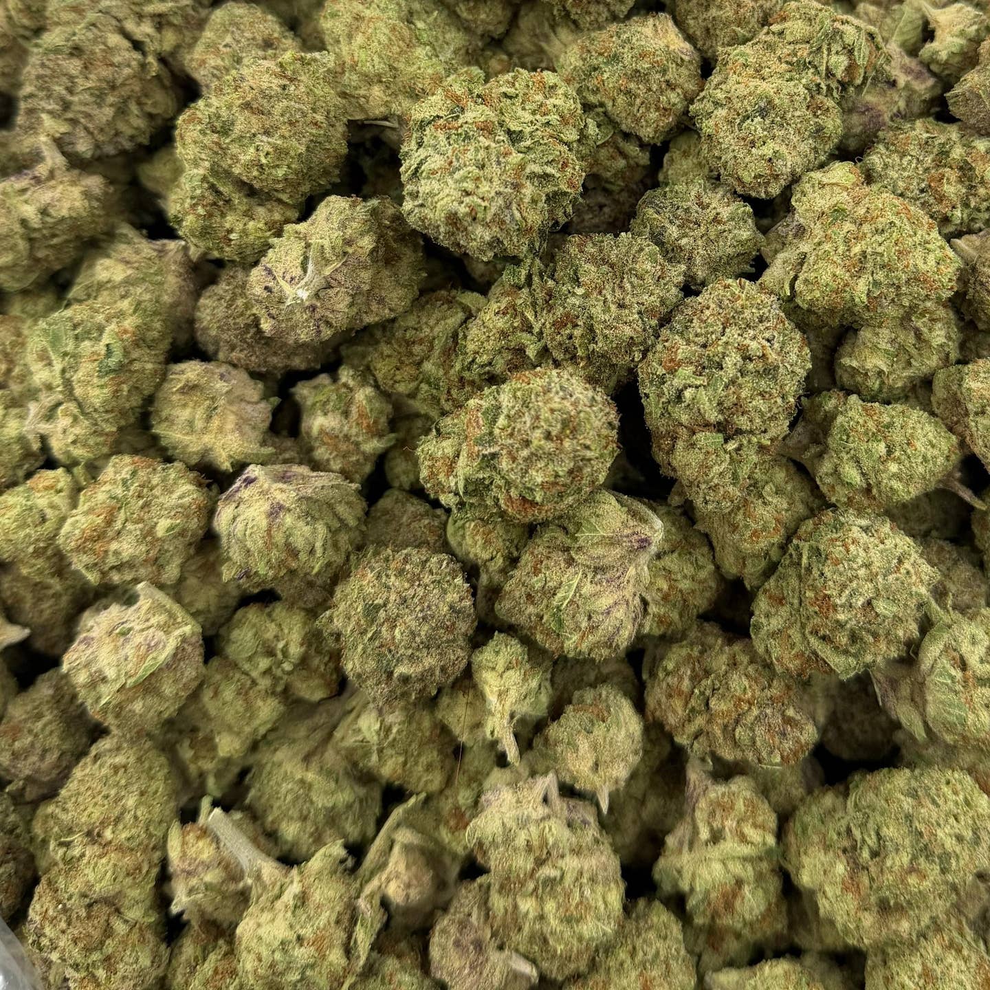 Papaya Punch bulk THCA flower — Plain Jane 1 lb
