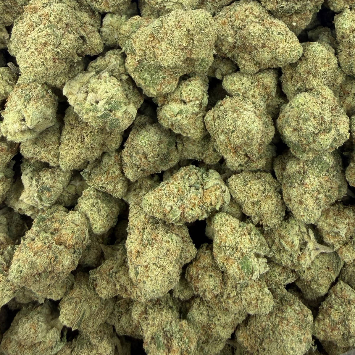Papaya Punch bulk THCA flower — Plain Jane 1 lb