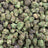 Pbb bulk THCA flower — Plain Jane 1 lb
