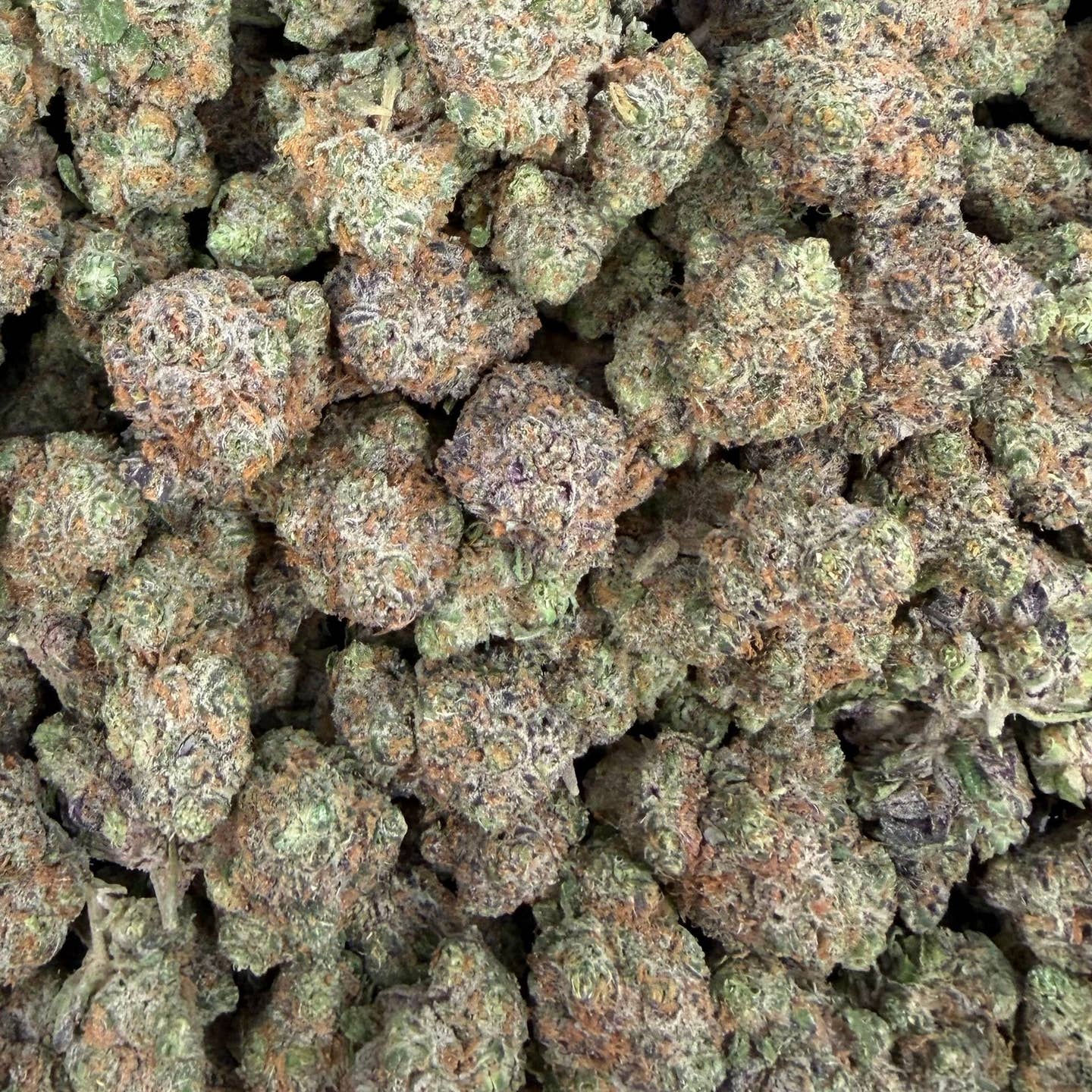 PBB bulk THCA flower — Plain Jane 1 lb