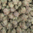 PBB bulk THCA flower — Plain Jane 1 lb