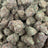 PBB bulk THCA flower — Plain Jane 1 lb