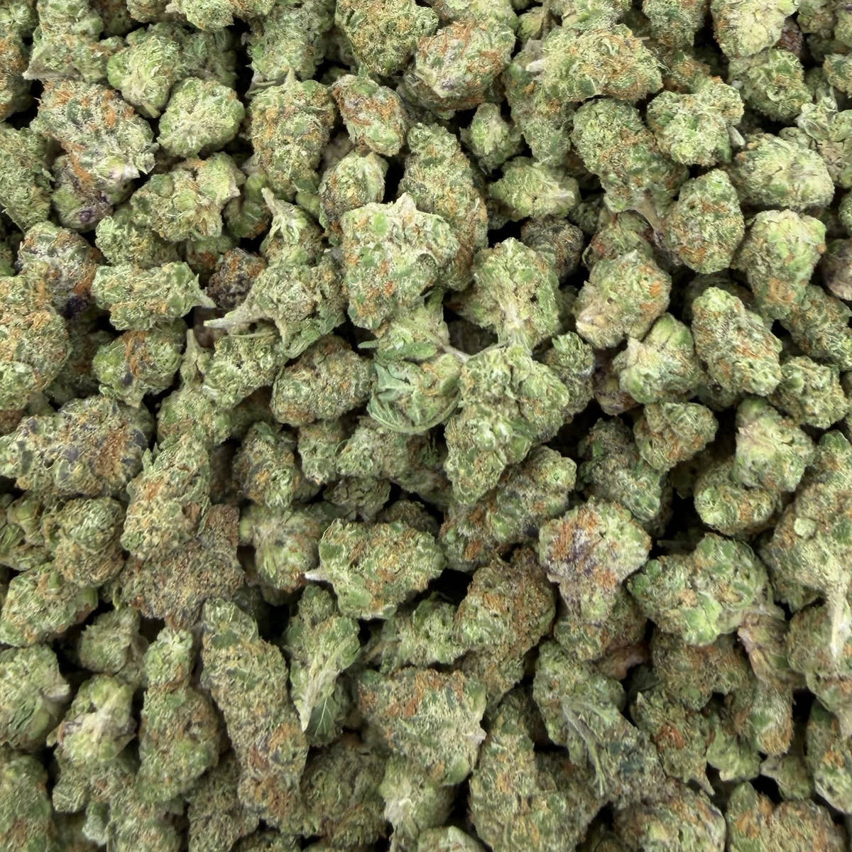 Pbb bulk THCA flower — Plain Jane 1 lb