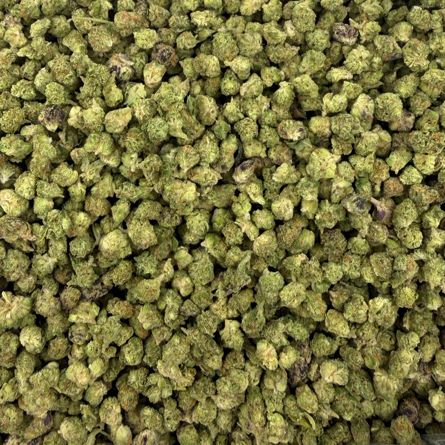 PBB M bulk THCA flower — Plain Jane 1 lb