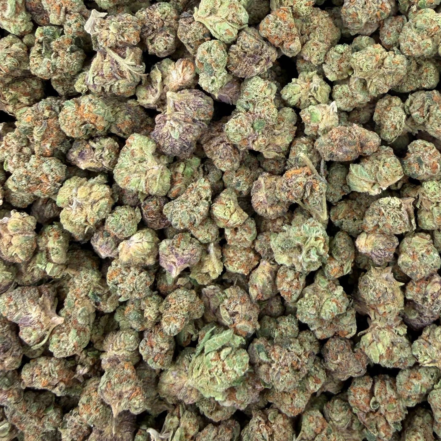 Permanent Chimera bulk THCA flower — Plain Jane 1 lb