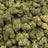 Permanent Gas bulk THCA flower — Plain Jane 1 lb