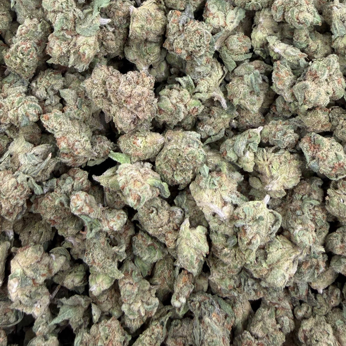 Permanent Gas bulk THCA flower — Plain Jane 1 lb
