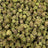 Pineapple Express bulk THCA flower — Plain Jane 1 lb