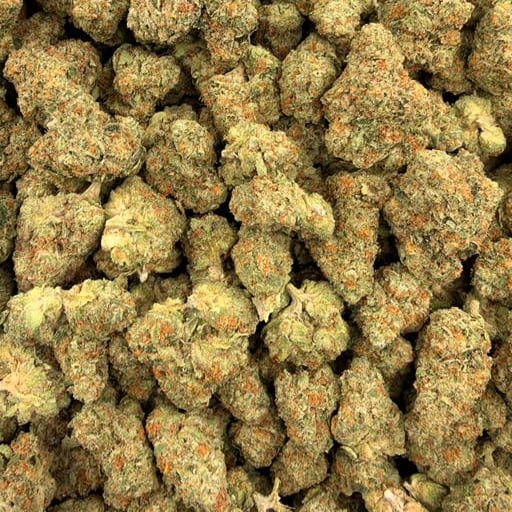 Pineapple Express bulk THCA flower — Plain Jane 1 lb