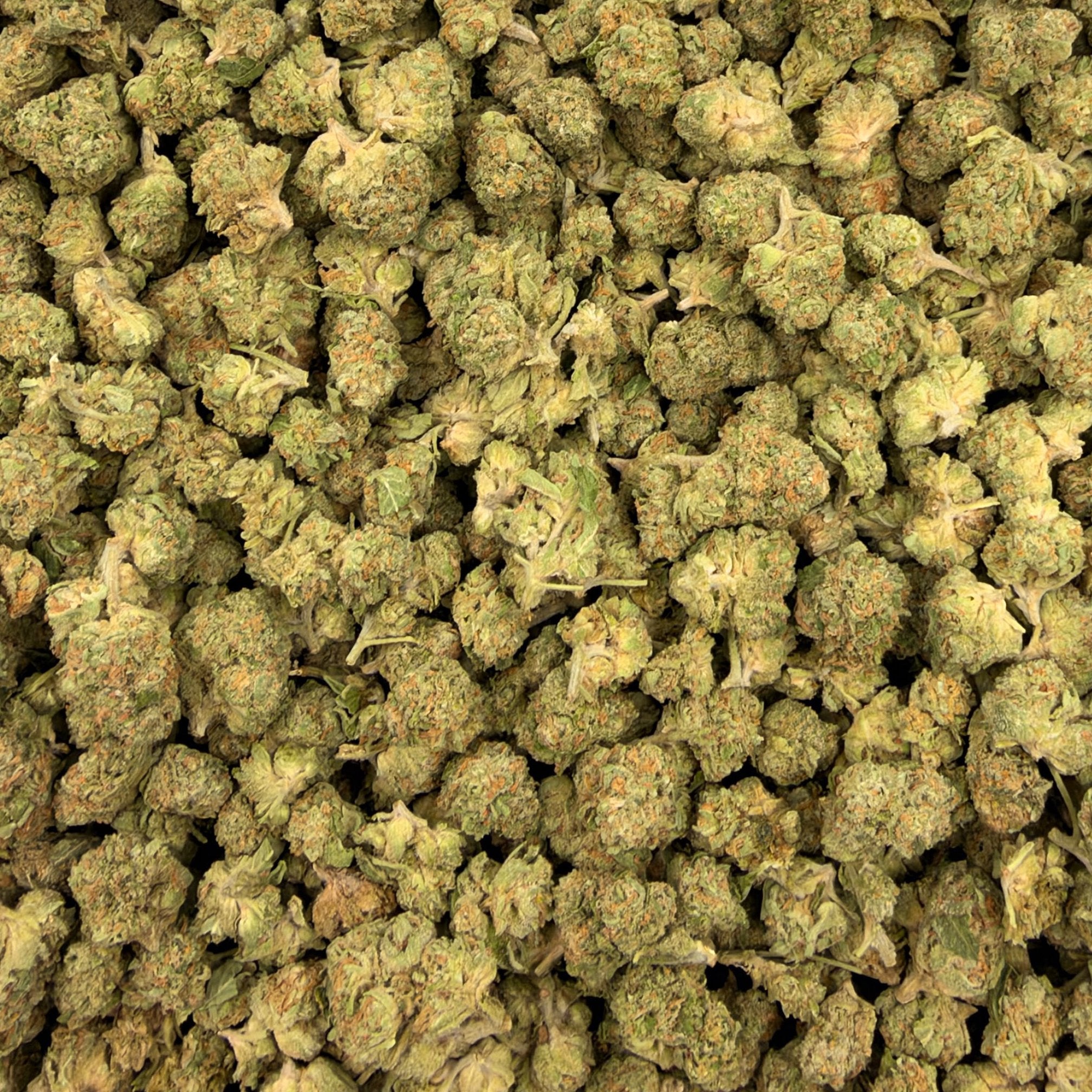 Pineapple Gelato bulk THCA flower — Plain Jane 1 lb