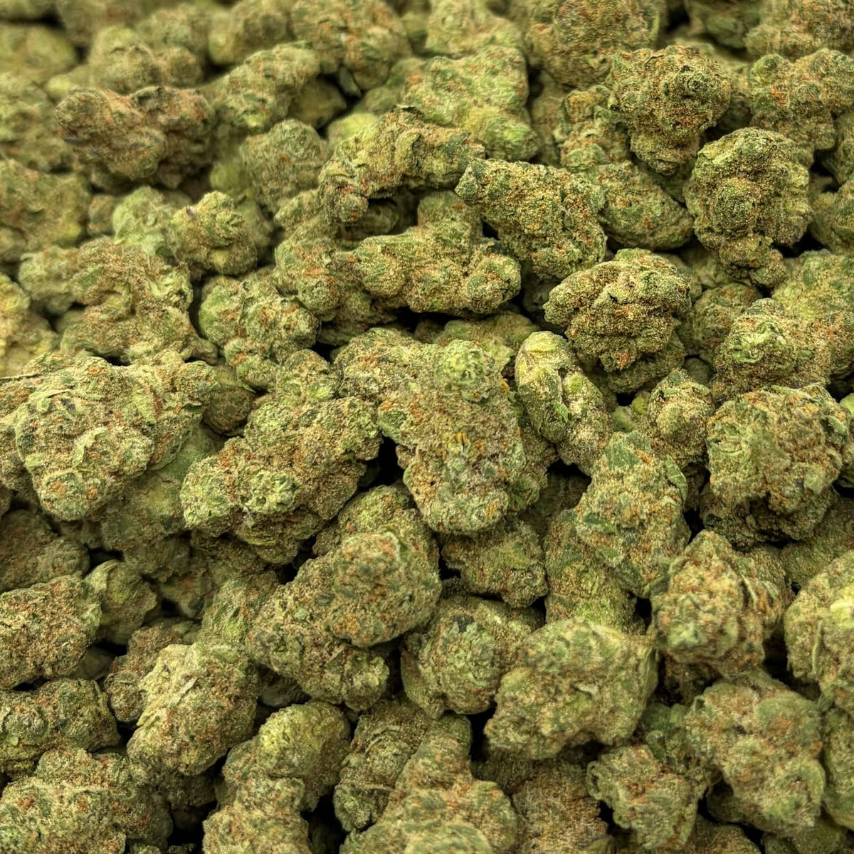 Pineapple Gelato bulk THCA flower — Plain Jane 1 lb