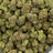 Pink Pie bulk THCA flower — Plain Jane 1 lb