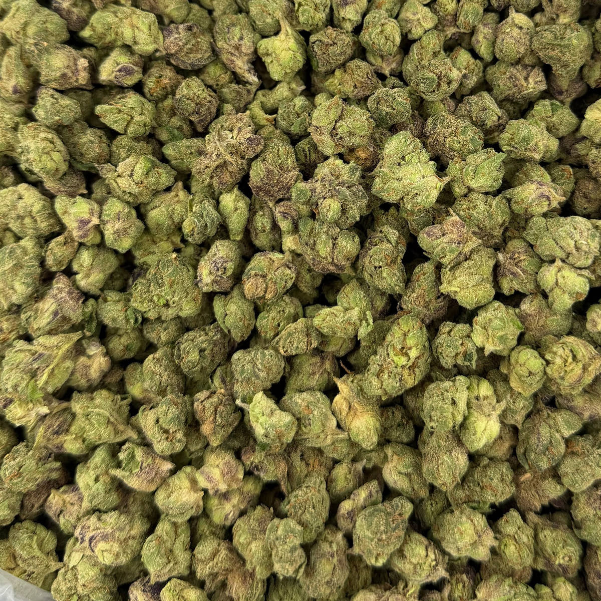 Pink Runtz bulk THCA flower — Plain Jane 1 lb