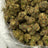 Pistachio Cream bulk THCA flower — Plain Jane 1 lb