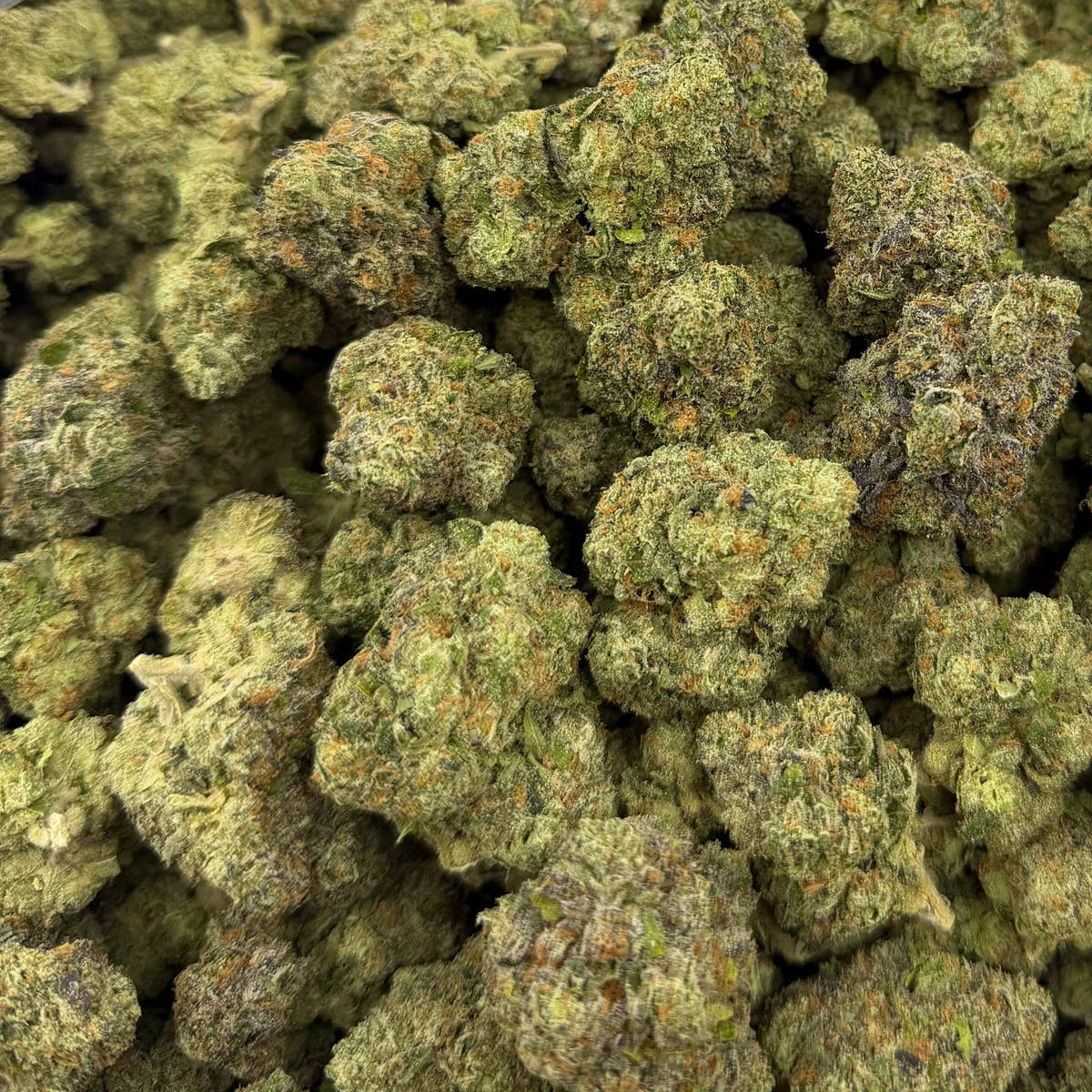 Pistachio Cream bulk THCA flower — Plain Jane 1 lb