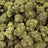 Pistachio Cream bulk THCA flower — Plain Jane 1 lb