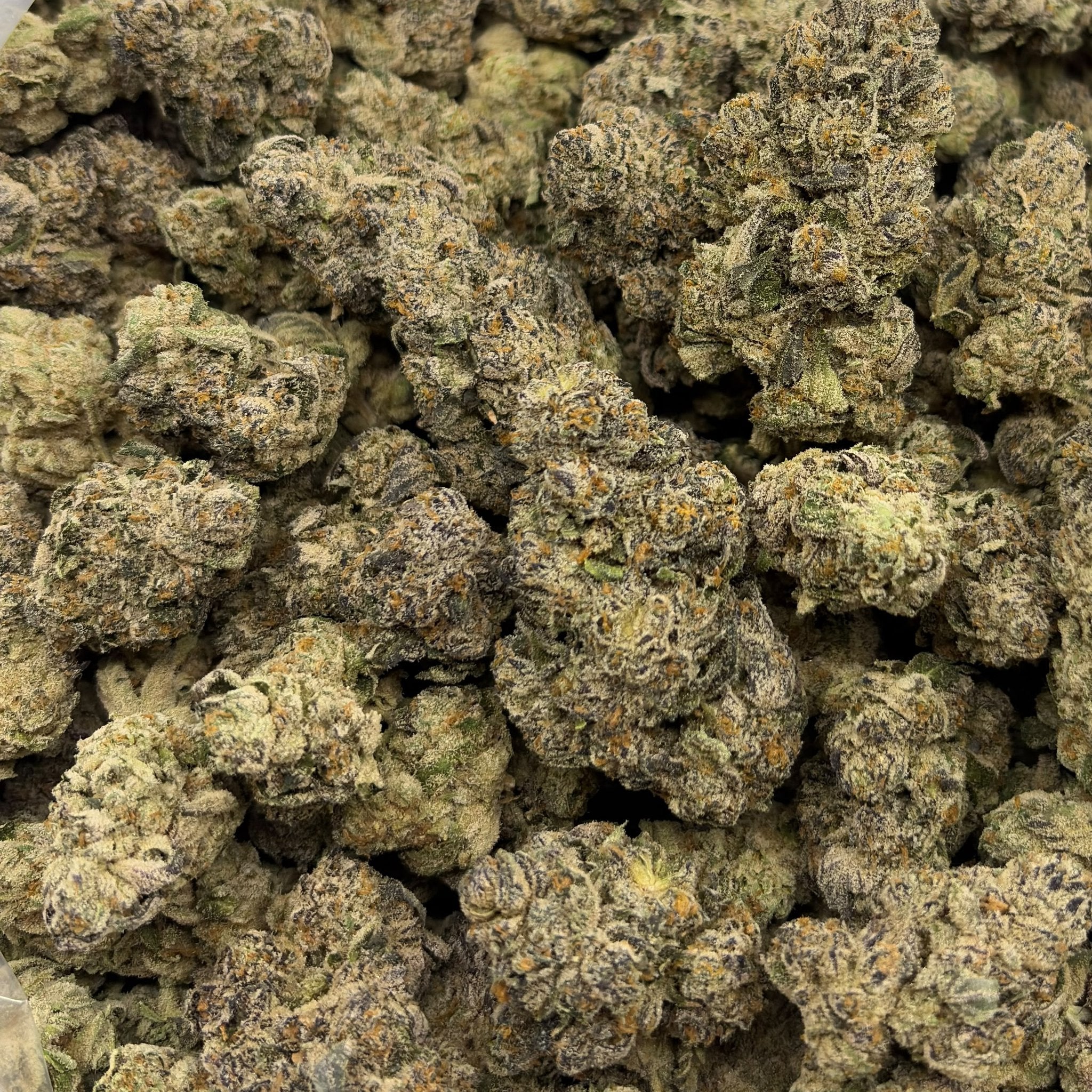 Pistachio Cream bulk THCA flower — Plain Jane 1 lb