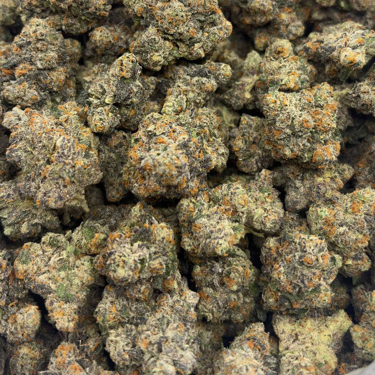 Poison Gusher bulk THCA flower — Plain Jane 1 lb