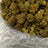 Popscotti bulk THCA flower — Plain Jane 1 lb