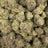 Powdered Donuts bulk THCA flower — Plain Jane 1 lb