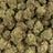 Powdered Donuts bulk THCA flower — Plain Jane 1 lb