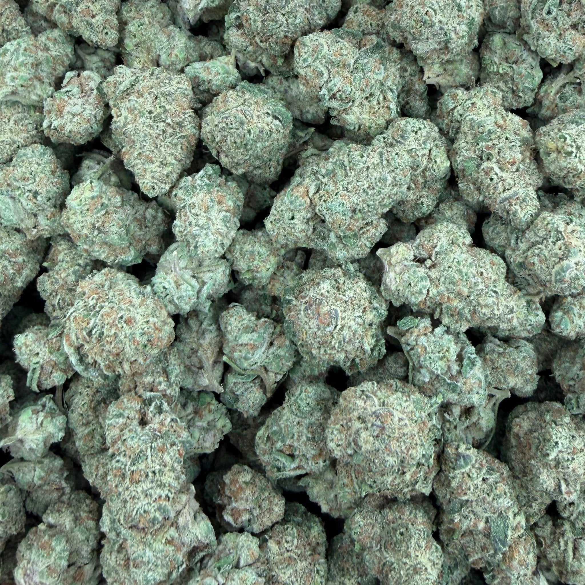 Pressure bulk THCA flower — Plain Jane 1 lb