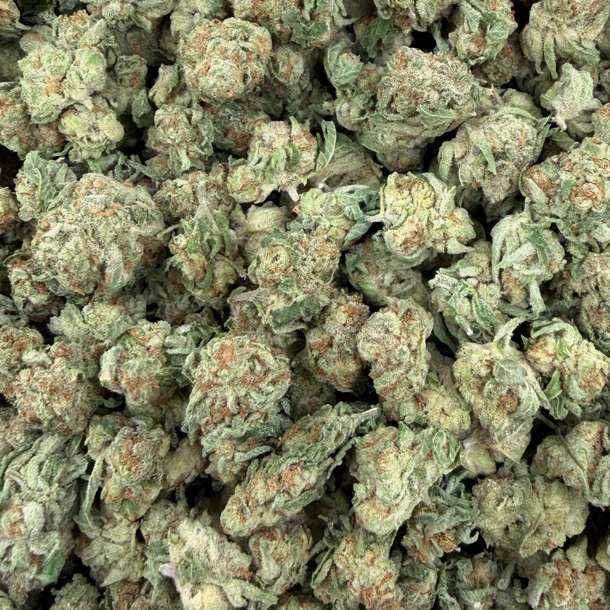 Purple Candy bulk THCA flower — Plain Jane 1 lb
