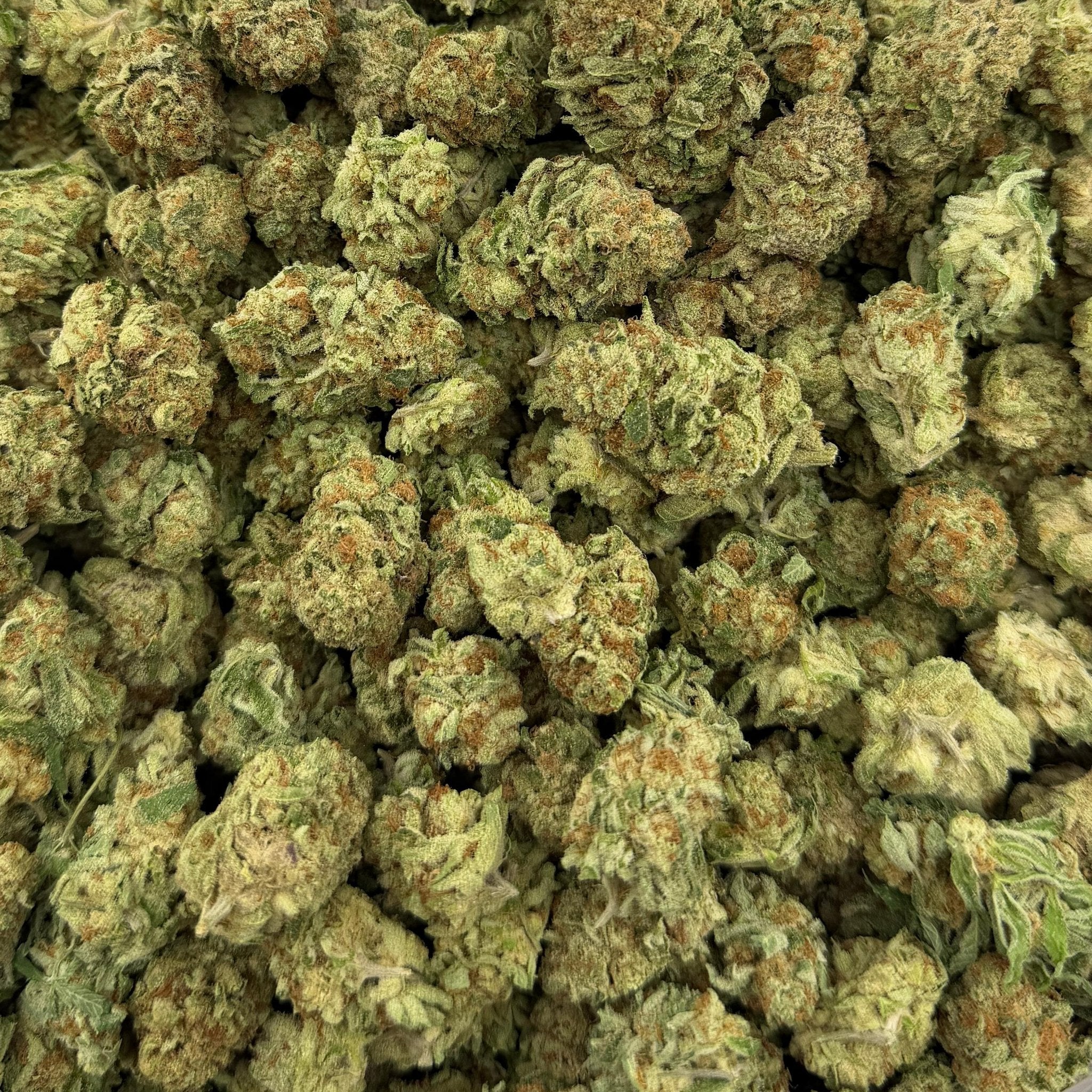 Purple Cream Pie bulk THCA flower — Plain Jane 1 lb