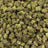 Purple Milk bulk THCA flower — Plain Jane 1 lb