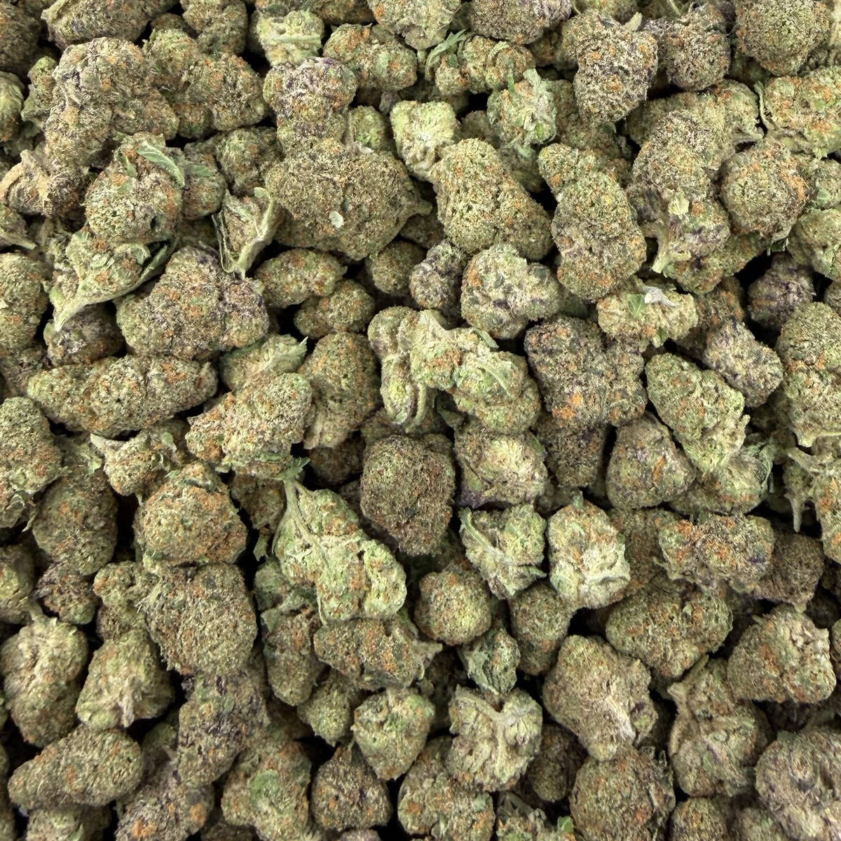 Purple Milk bulk THCA flower — Plain Jane 1 lb