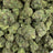 Purple Nebula bulk THCA flower — Plain Jane 1 lb