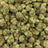 Purple Punch bulk THCA flower — Plain Jane 1 lb
