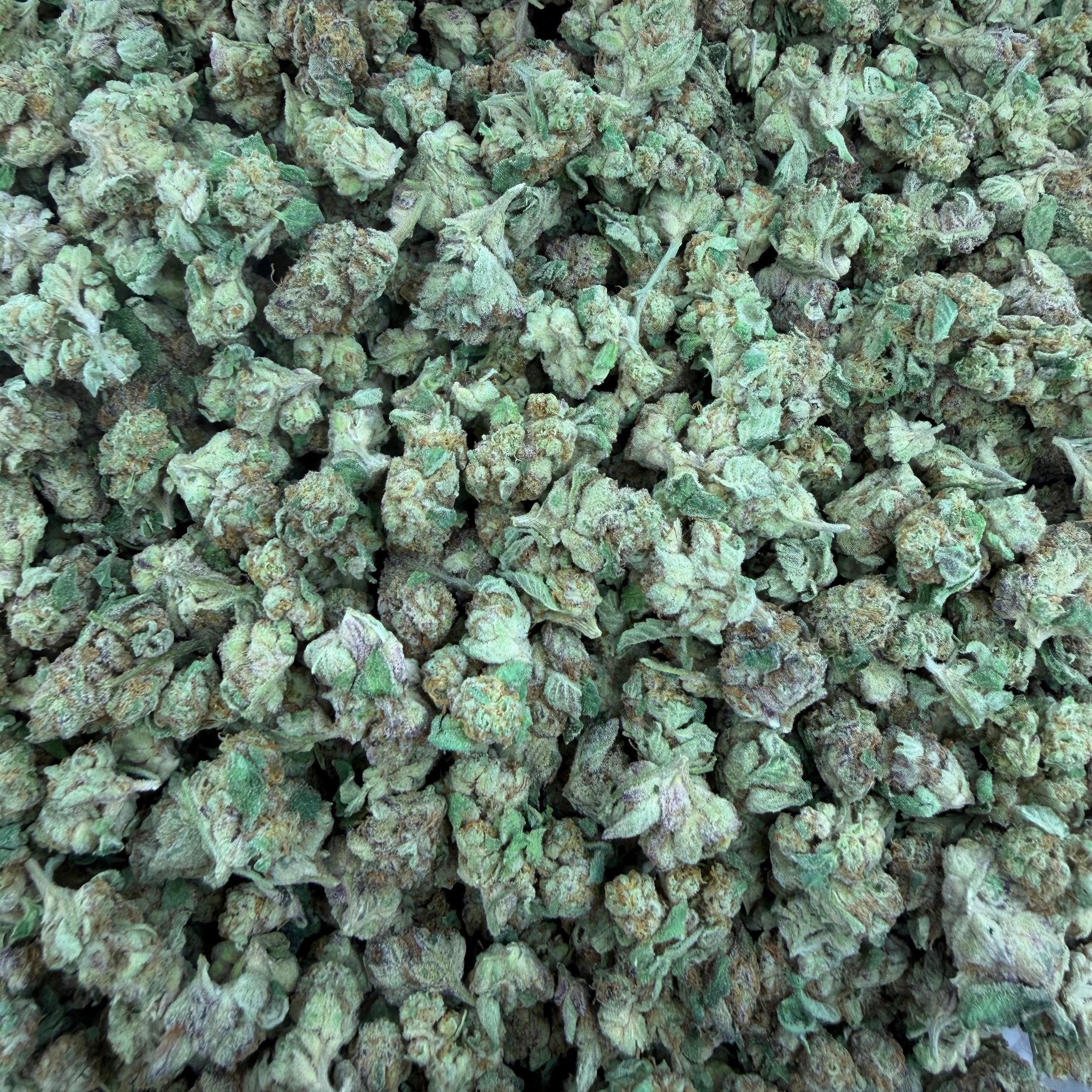 Purple Push Pop bulk THCA flower — Plain Jane 1 lb
