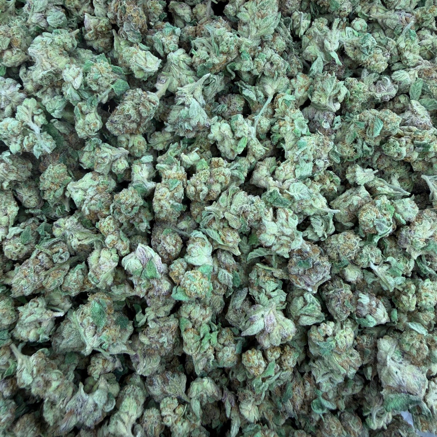 Purple Push Pop bulk THCA flower — Plain Jane 1 lb
