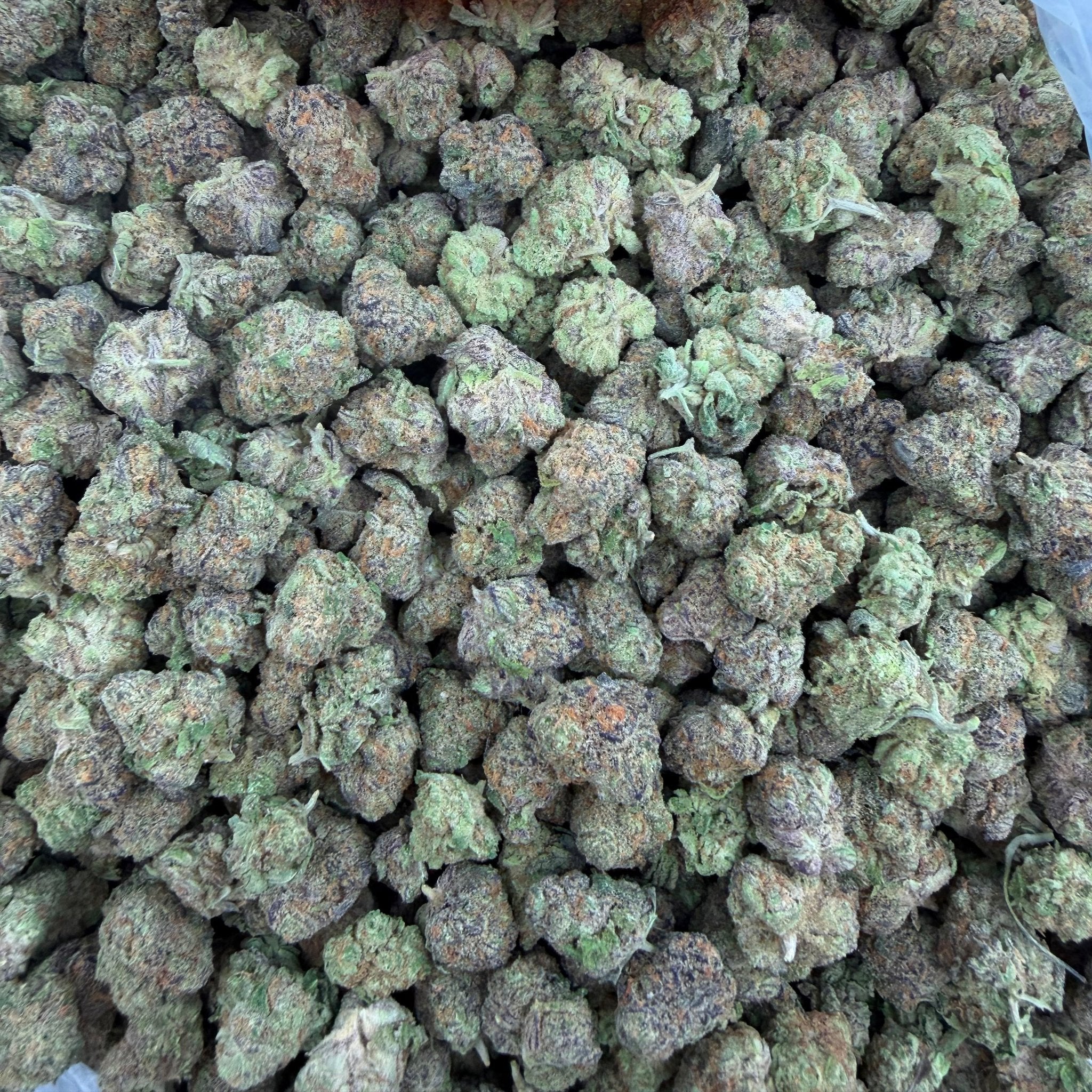 Purple Push Pop bulk THCA flower — Plain Jane 1 lb