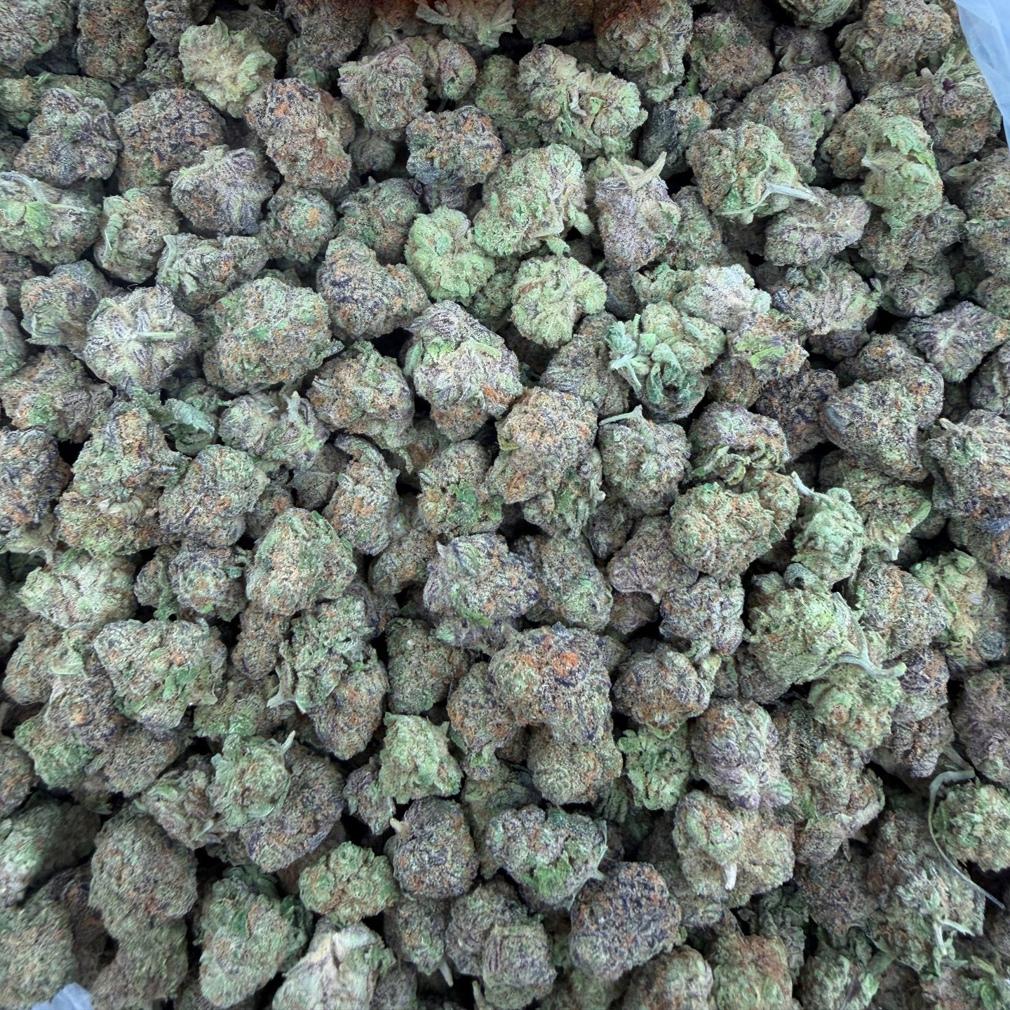 Purple Push Pop bulk THCA flower — Plain Jane 1 lb
