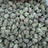 Purple Push Pop bulk THCA flower — Plain Jane 1 lb