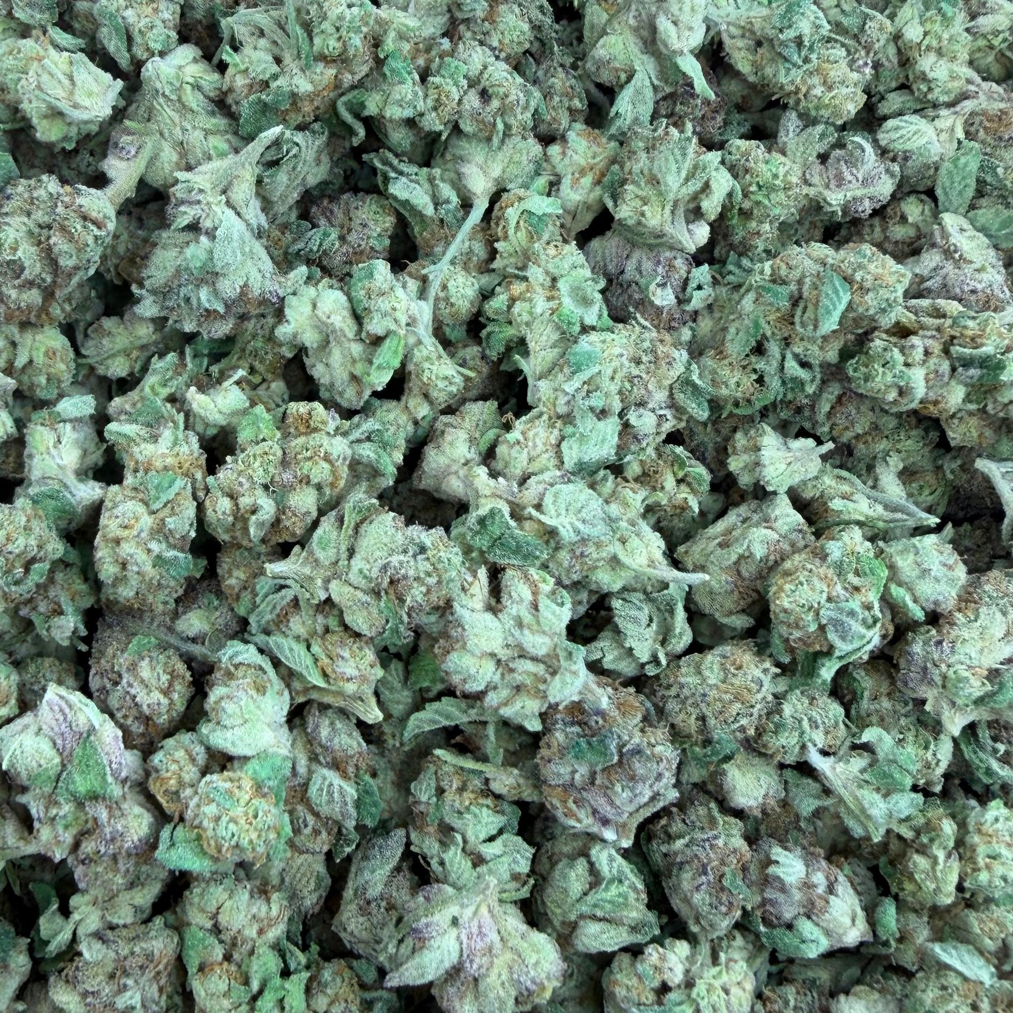 Purple Push Pop bulk THCA flower — Plain Jane 1 lb