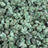 Purple Push Pop bulk THCA flower — Plain Jane 1 lb