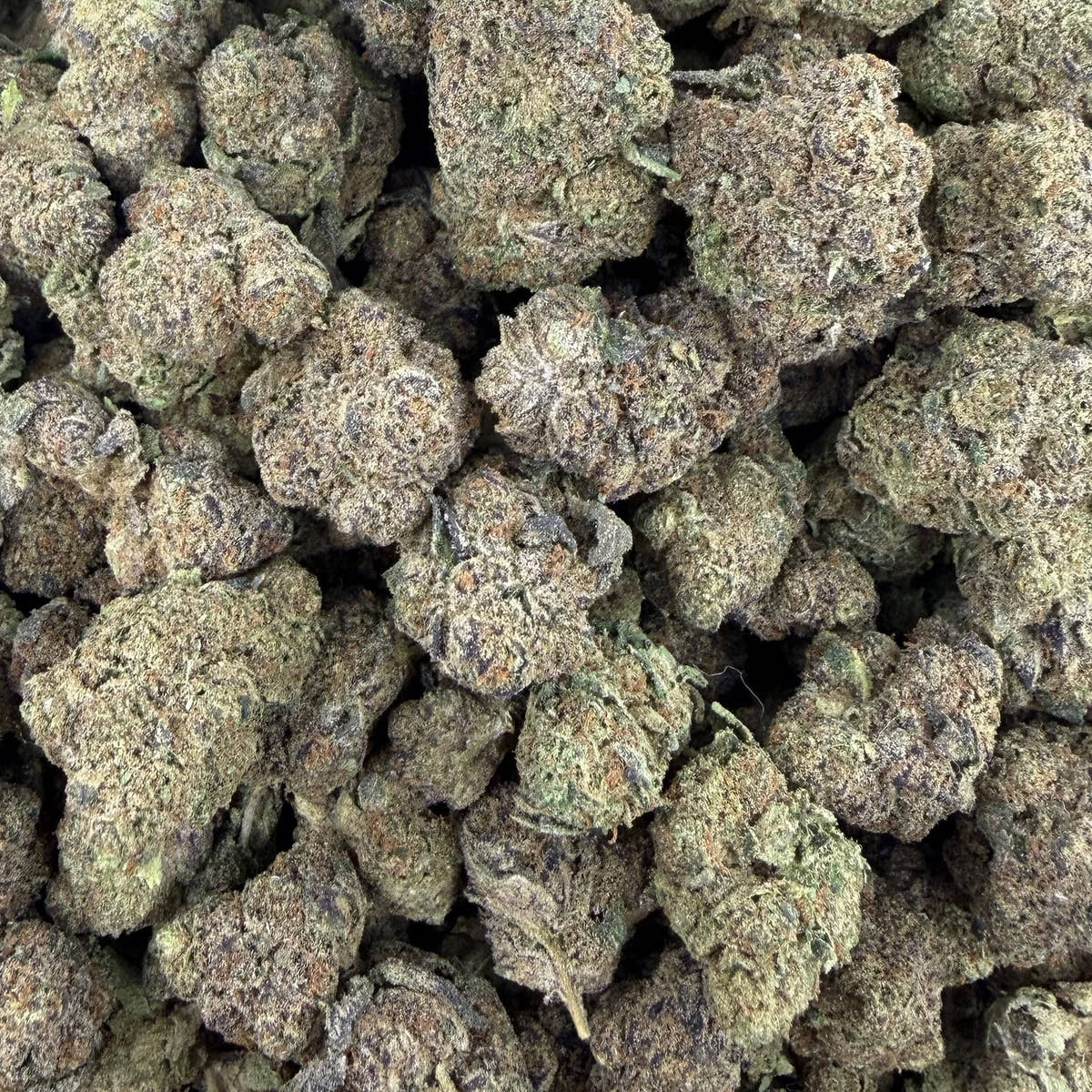 Purple Push Pop bulk THCA flower — Plain Jane 1 lb