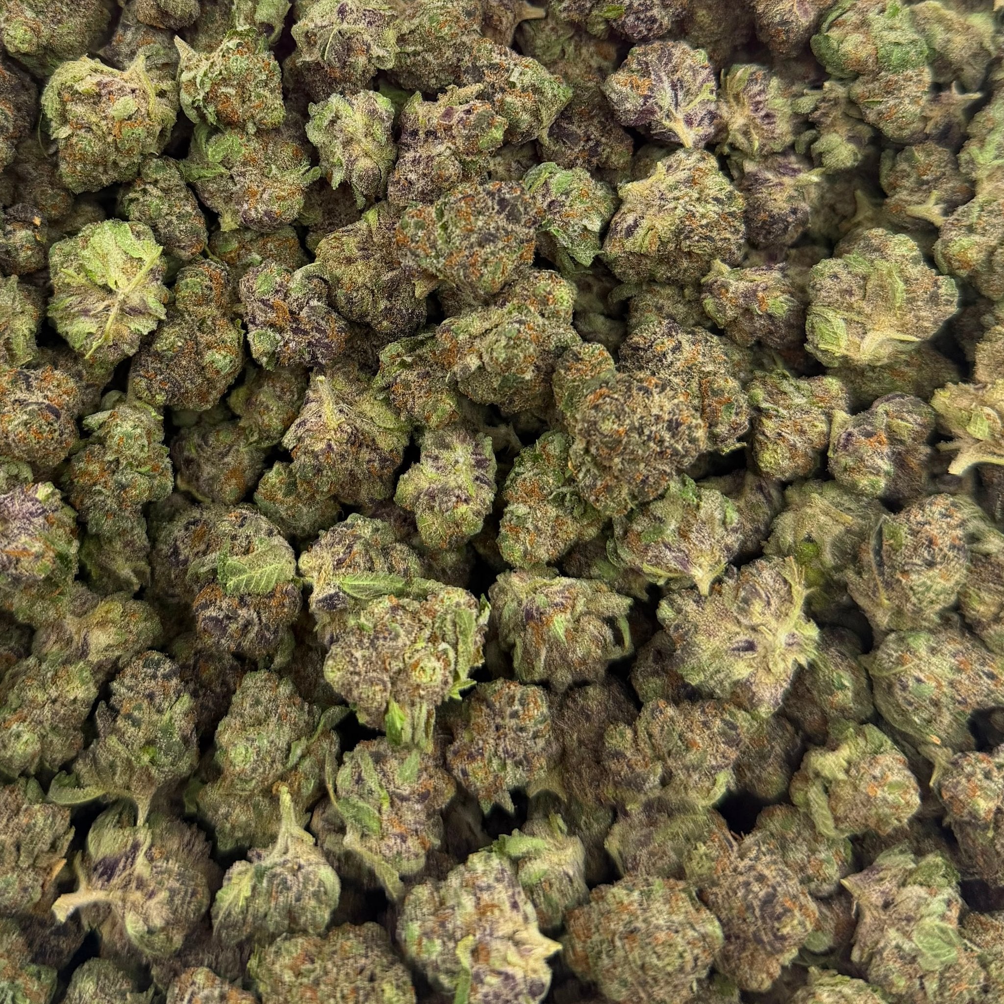 Purple Rhino bulk THCA flower — Plain Jane 1 lb