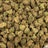 Purple Rhino bulk THCA flower — Plain Jane 1 lb