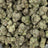 Purple Splash bulk THCA flower — Plain Jane 1 lb