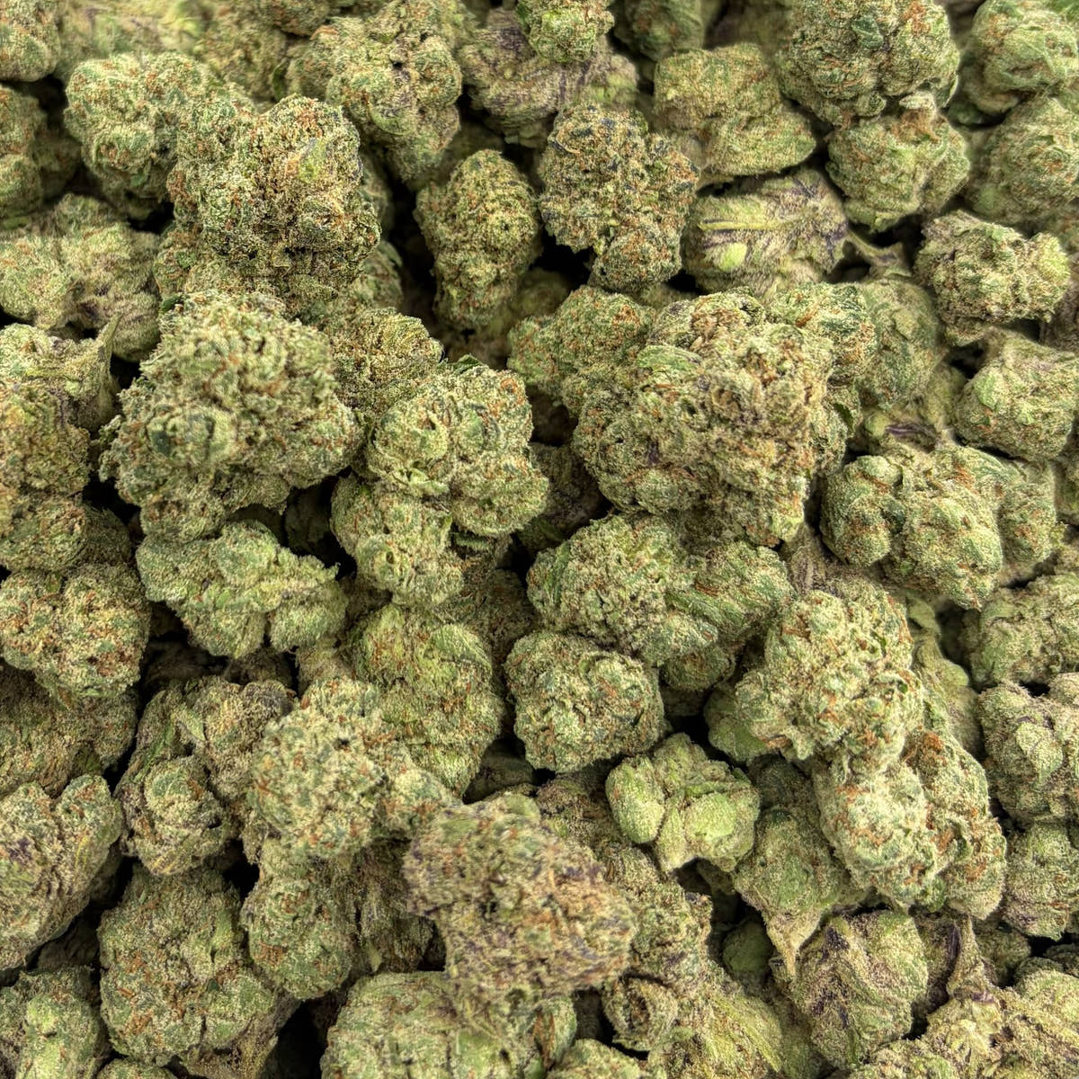 Rainbow Belts bulk THCA flower — Plain Jane 1 lb