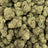 Rainbow Belts bulk THCA flower — Plain Jane 1 lb