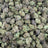 Rainbow Gas bulk THCA flower — Plain Jane 1 lb